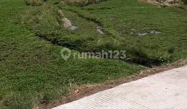 Tanah Sawah di Ciwidey Bandung Tanah Sawah di Ciwidey Bandung