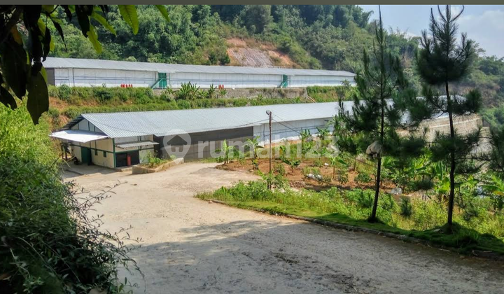 Modern Chicken Farm in Garut, West Java