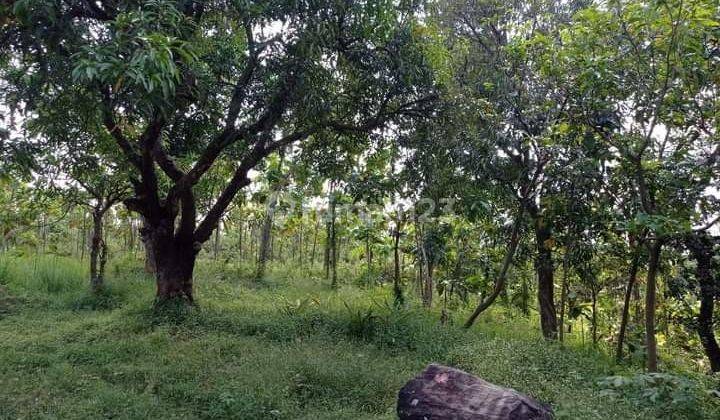 Tanah Kebun Pangeran Kejaksan Sumber Cirebon 7