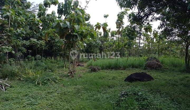 Tanah Kebun Pangeran Kejaksan Sumber Cirebon 1