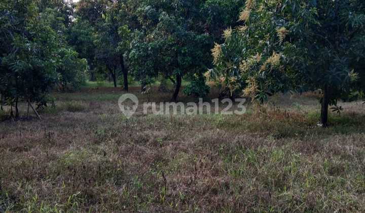 Leuwiseeng Panyingkiran Land Suitable For Villa/housing/cafe Leuwiseeng Panyingkiran Land Suitable For Villa/housing/cafe