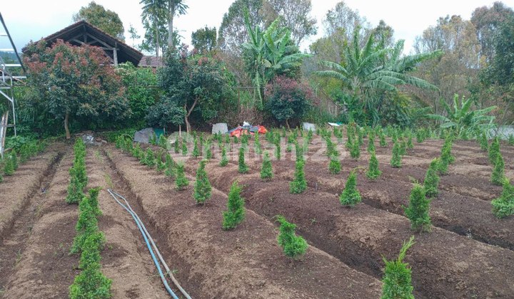 Tanah Kebun Bonus Kandang Sapi & Pohon Alpukat Yang Lokasinya Di Daerah Barunagri Lembang, Bandung Utara 