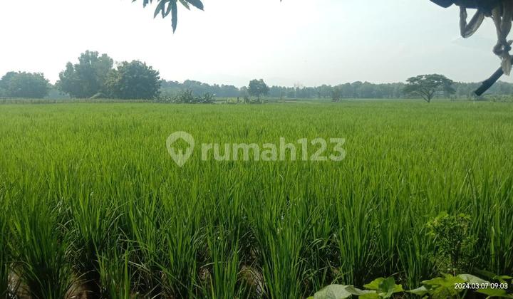 Tanah Sawah Produktif Daerah Gudang Dan Pabrik Majalengka Dekat Tol 2