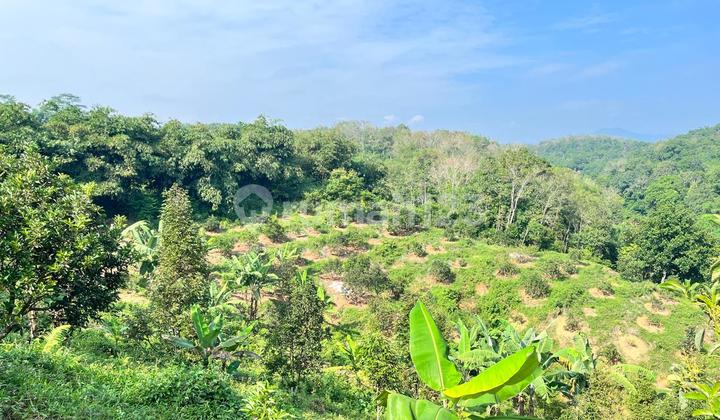 Tanah Kebun Jasinga Bogor SHM 16000M2 Unit Best Deal Terbatas