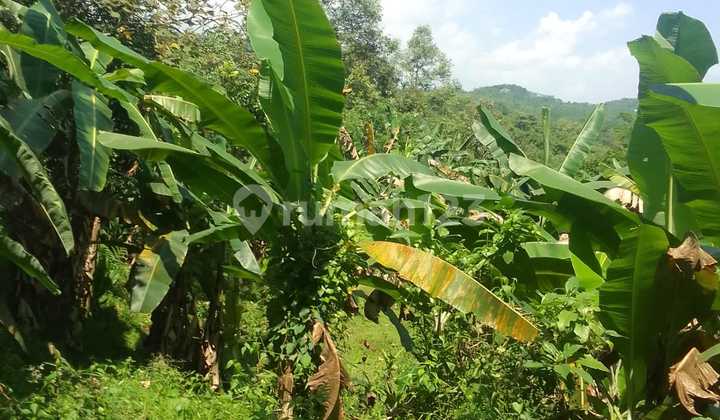 Kavling Jasinga Bogor Kebun Manggis dan Pisang Best Deal Unit