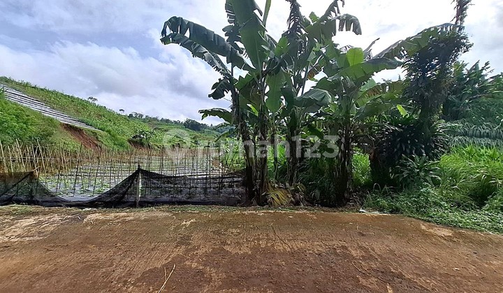 Tanah Kebun Aktif Desa Sukaresmi Cianjur