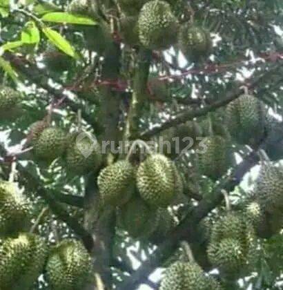 Kebun Durian Di Cigombong Bogor 2