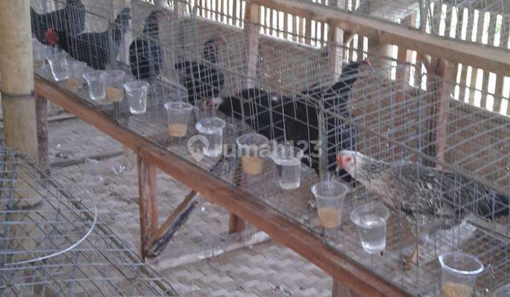 Lahan utk Kebun & Peternakan Ayam di Jonggol 1