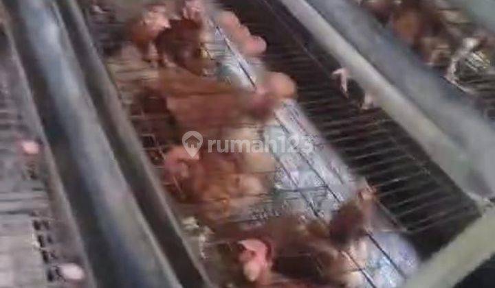 Kandan Ayam Petelur Di Jonggol Bogor 1