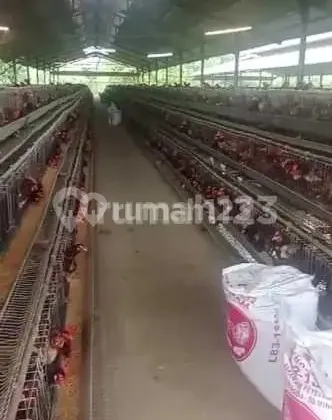 Active Broiler Chicken Coop Location in Subang, West Java