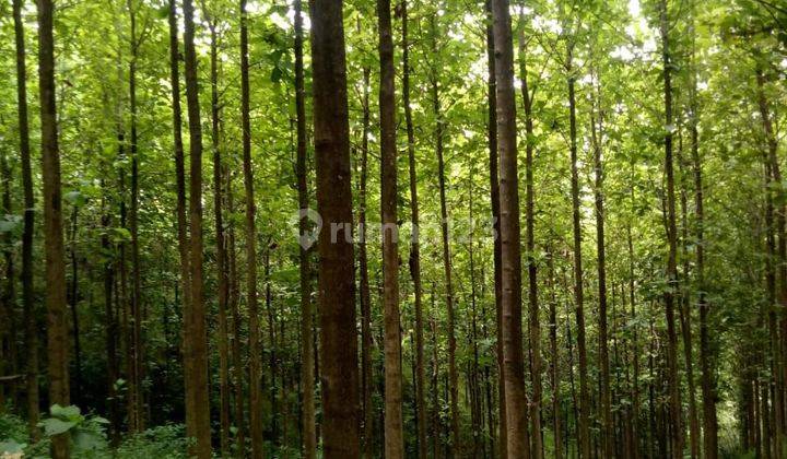 Dijual Lahan Kebun Di Cijambe Subang. 2