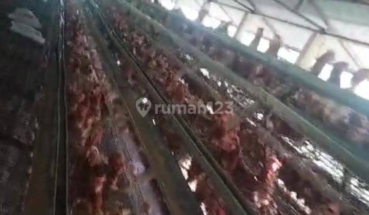 Kandan Ayam Petelur Di Jonggol Bogor 2