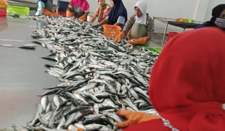 Pabrik di Krapayak Pekalongan Jawa Tengah, Pekalongan 20.000 m Bagus SHM 2