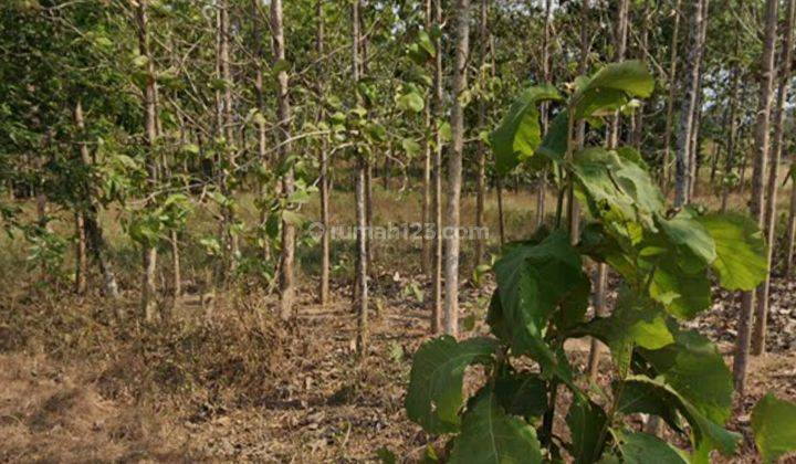 Tanah Murah di Sanca Gantar Indramayu Jawa Barat SHM 1,4ha 2