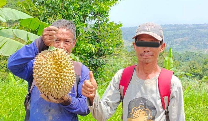 Tanah Cocok Berkebun Berternak 23000m2 SHM Sukamakmur Bogor 2