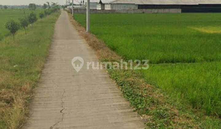 Tanah 20000 m2 SHM Gantar, Indramayu