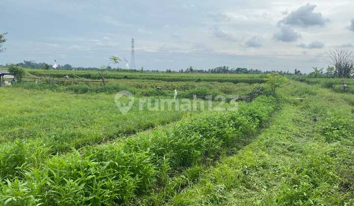 Tanah SHM Mengwi, Badung Bali