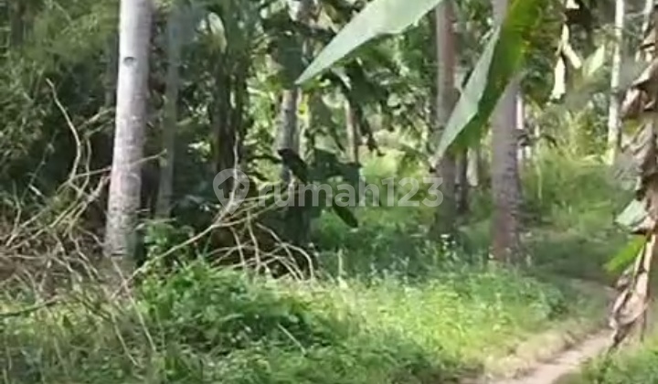 Tanah Muncar Shm 3254m2 Wringin Banyuwangi Tanah Muncar Shm 3254m2 Wringin Banyuwangi