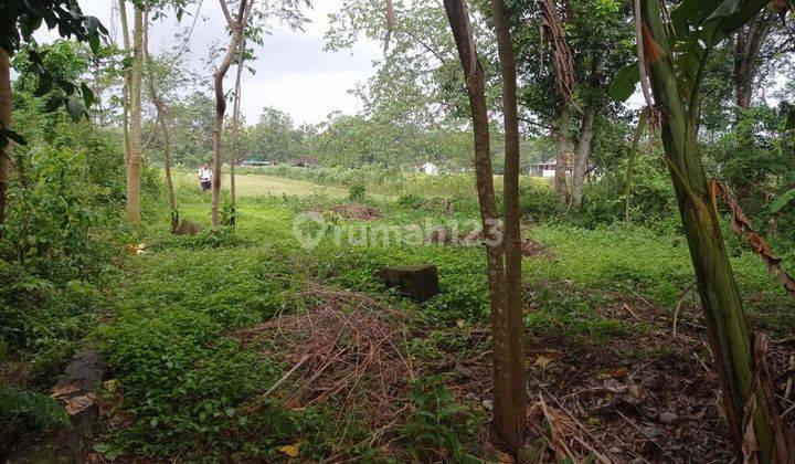 Tanah Dijual Klaten Dekat Candi Prambanan 7
