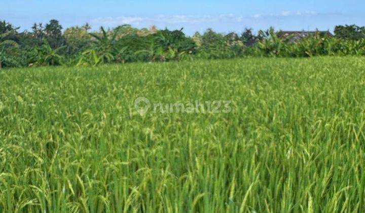 Tanah Itr Kuning View Sawah di Tegenung Gianyar Bali 2