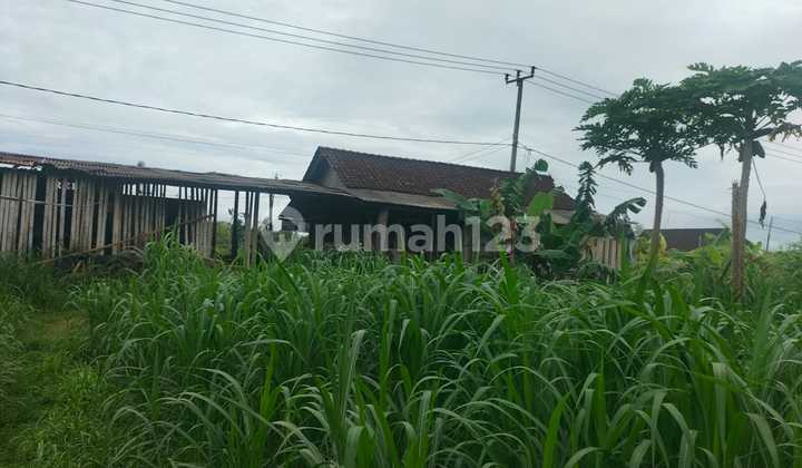 BUC 4 Edge of Main Road Ocean View Rice Fields in Pering Gianyar BUC 4 Edge of Main Road Ocean View Rice Fields in Pering Gianyar