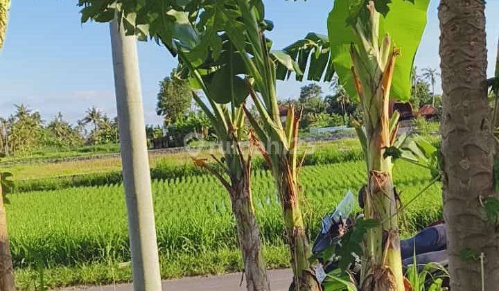 BUC Tanah Pinggir jalan Utama Kawasan Villa di Pering Gianyar Bali 2