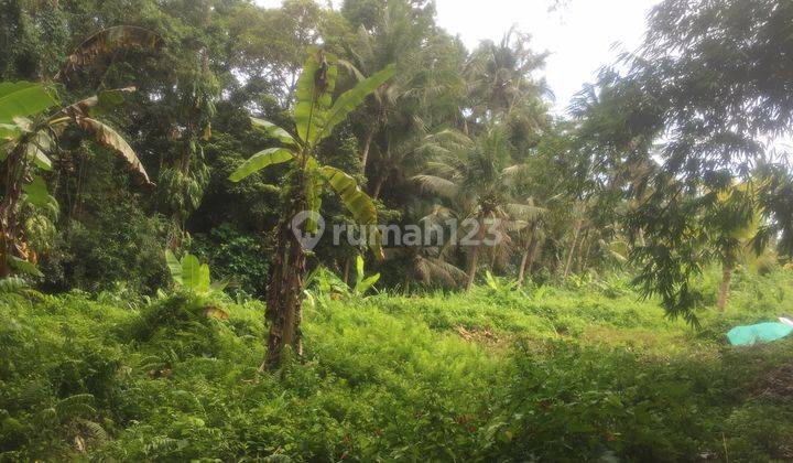 Buc Tanah View Sawah Dan Sungai di Bitera Gianyar Bali 4