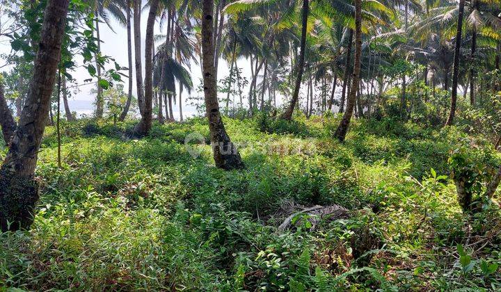 Land For Sale In Siberut Mentawai Island  2