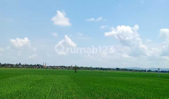 Cheap Wide Rice Field Land 1600 Mtr Purwodadi Central Java