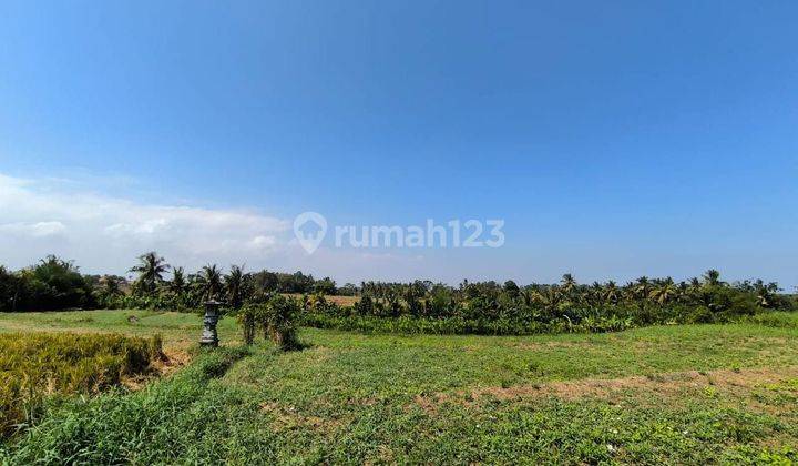 For sale economical plot of land with rice field view for 400 million/are @Gubug 1