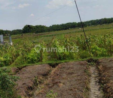 Di jual tanah murah lengkong nganjuk zona industri 1