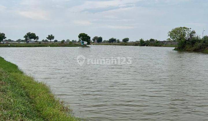 Dijual tambak udang aktif di Gresik 1