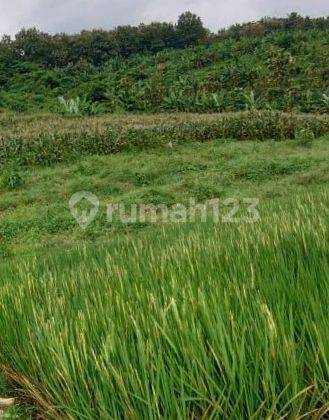 Dijual kebun murah jatirejo mojokerto 1