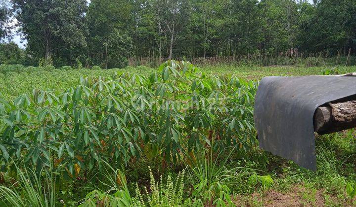 DIJUAL KAVLING JASINGA BARENGKOK, KAB-BOGOR LUAS 2HA 2