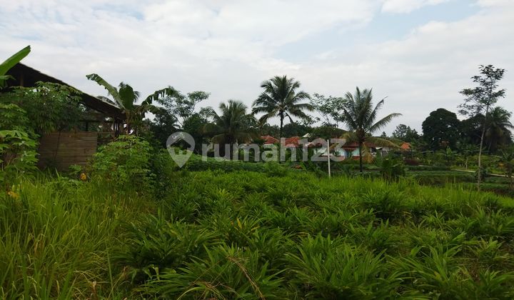 For Sale Kavling Di Jl. Cinangka Tenjolaya Bogor For Sale Kavling Di Jl. Cinangka Tenjolaya Bogor