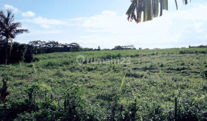 Tanah Murah Luas di Cikangkung Ujung Genteng Sukabumi 1