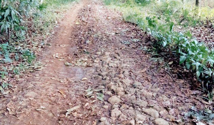 Tanah Murah Luas di Cikangkung Ujung Genteng Sukabumi 4