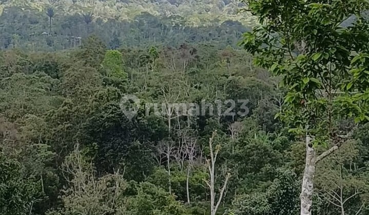 Property Investment Gesing, Buleleng Regency Mount Sanghyang and Batukaru View Ideal for Commercial Property 1