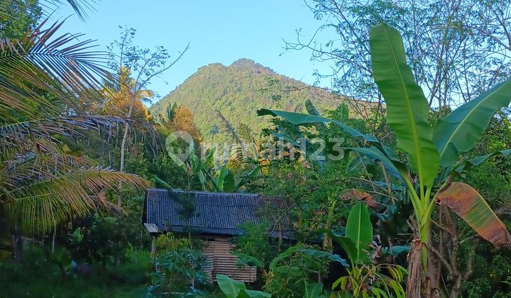 Great Investment Opportunity in Sekumpul Village, Buleleng Bali