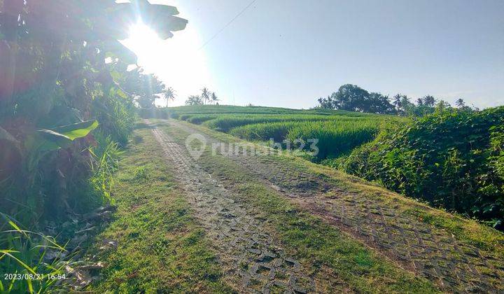 Beautiful Rice Fields View Plot Of Land Close To Nyanyi Beach Tabanan Bali 2