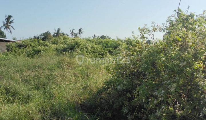 Freehold Land Munggu Pemaron Easy Access to Canggu or Pererenan Area 2