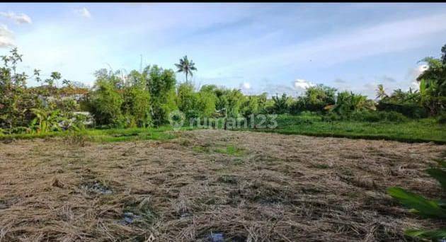 Lease Hold Land Babakan Canggu 15 are Only 15 Minutes to Batubolong Beach 1