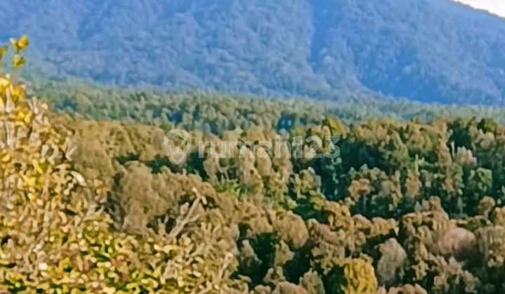 Munduk Heaven Highlands Estate, A Perfect Canvas For High-Value Development