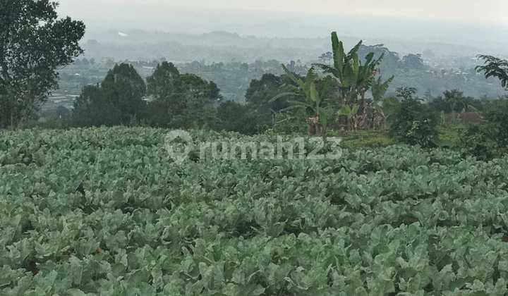 Great Investment Pancasari Village Breathaking Views of Sunrise, Plantations and Mountains