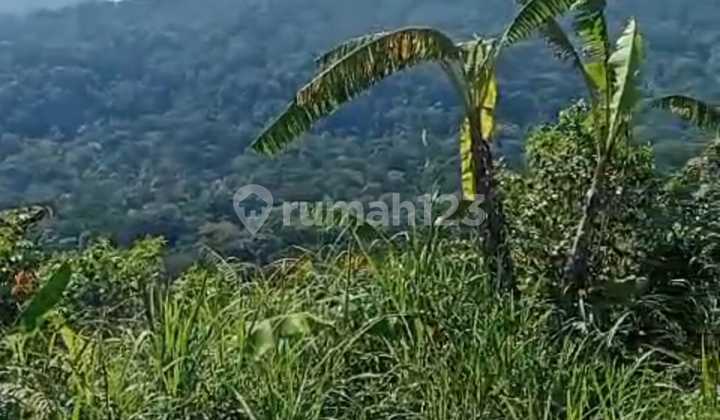 Majestic Highland Bukit Pucuk Munduk Breathtaking Views of Bedugul Natural Beauty