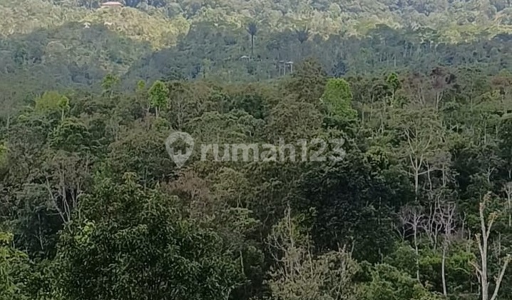 Property Investment Gesing, Buleleng Regency Mount Sanghyang and Batukaru View Ideal for Commercial Property 2