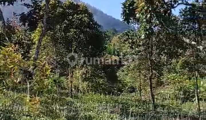 A Rare Opportunity in the Highlands of Gesing Bedugul