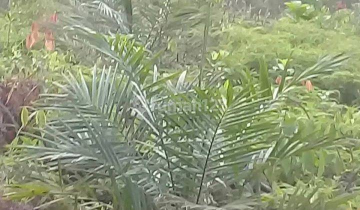Kebun sawit di kalimantan barat 3