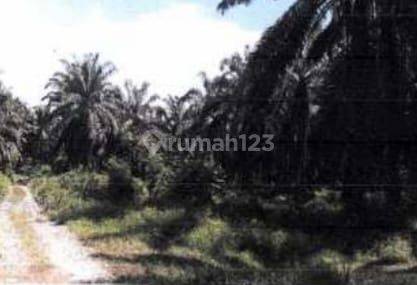 Kebun sawit di kalimantan barat 4