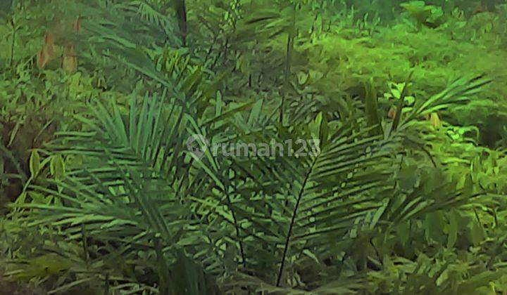 Kebun sawit di kalimantan barat 1